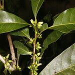 Pouteria caimito Fruit