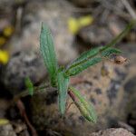 Tuberaria guttata Fuelha