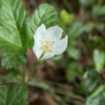 Rubus chamaemorus 花