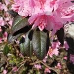 Rhododendron catawbiense Leaf