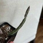 Kleinia stapeliiformis Hoja