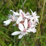 Burchardia umbellata Flower
