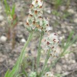 Plantago helleri Агульны выгляд