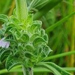 Meiosperma bracteatum Άλλα