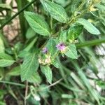 Cuphea elliptica Flor