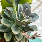 Echeveria australis Leaf