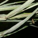 Crotalaria pilosa List