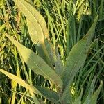 Sonchus palustris Leaf