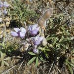 Lupinus formosus Habit