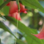 Brugmansia sanguinea 果