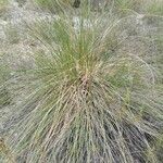 Macrochloa tenacissima Облик