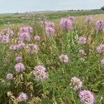 Cleome serrulata 花