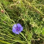 Centaurea cyanus花