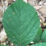 Rubus vestitus Blatt