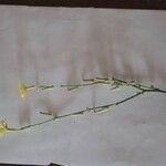 Chondrilla juncea Квітка