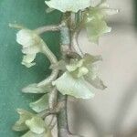 Rhipidoglossum rutilum Flower