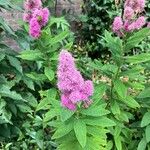 Spiraea douglasiiFleur