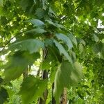 Tilia mongolica 葉