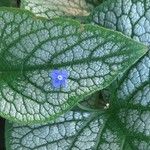 Brunnera macrophyllaFolha