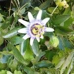 Passiflora caeruleaBlomma