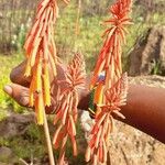 Kniphofia thomsoniiFolha