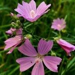 Malva moschataFlor