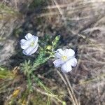 Linum lewisii Flower