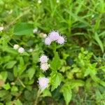 Praxelis clematidea Floare