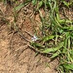Sisyrinchium rosulatum 花