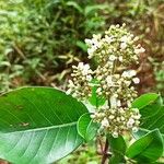 Psychotria articulata Flor