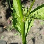 Crepis pulchra 树皮