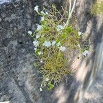 Valeriana apula Flower