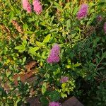 Spiraea salicifolia 形態