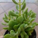 Crassula rogersii Yaprak