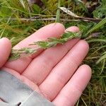 Lepidium heterophyllum Feuille