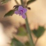 Mesosphaerum suaveolens Flower