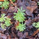 Galium odoratum Leaf