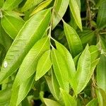 Backhousia citriodora Leaf