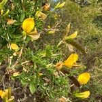 Adenocarpus telonensis 形態