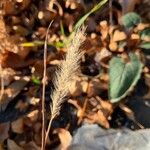 Setaria viridis Virág