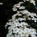 Sorbus intermedia Blomst