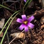 Romulea phoenicia Цветок