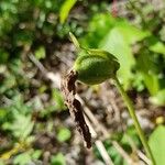 Cypripedium acaule Fruit