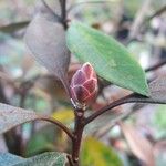 Rhododendron apoanum Ostatní