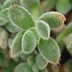 Crassula lanuginosa Fruit