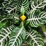 Aphelandra squarrosa Leaf