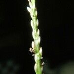 Digitaria violascens Bark