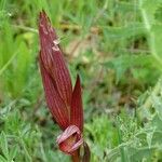 Serapias strictiflora Flower