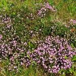 Erica umbellata Habit