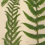 Dryopteris oreades Habit